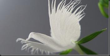 7 SPESIES ANGGREK TERGOKIL [MUST SEE]