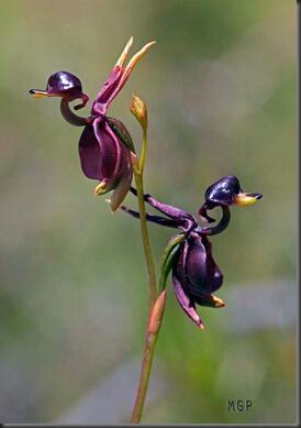 7 SPESIES ANGGREK TERGOKIL [MUST SEE]