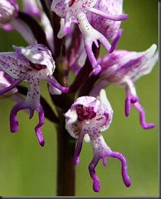 7 SPESIES ANGGREK TERGOKIL [MUST SEE]