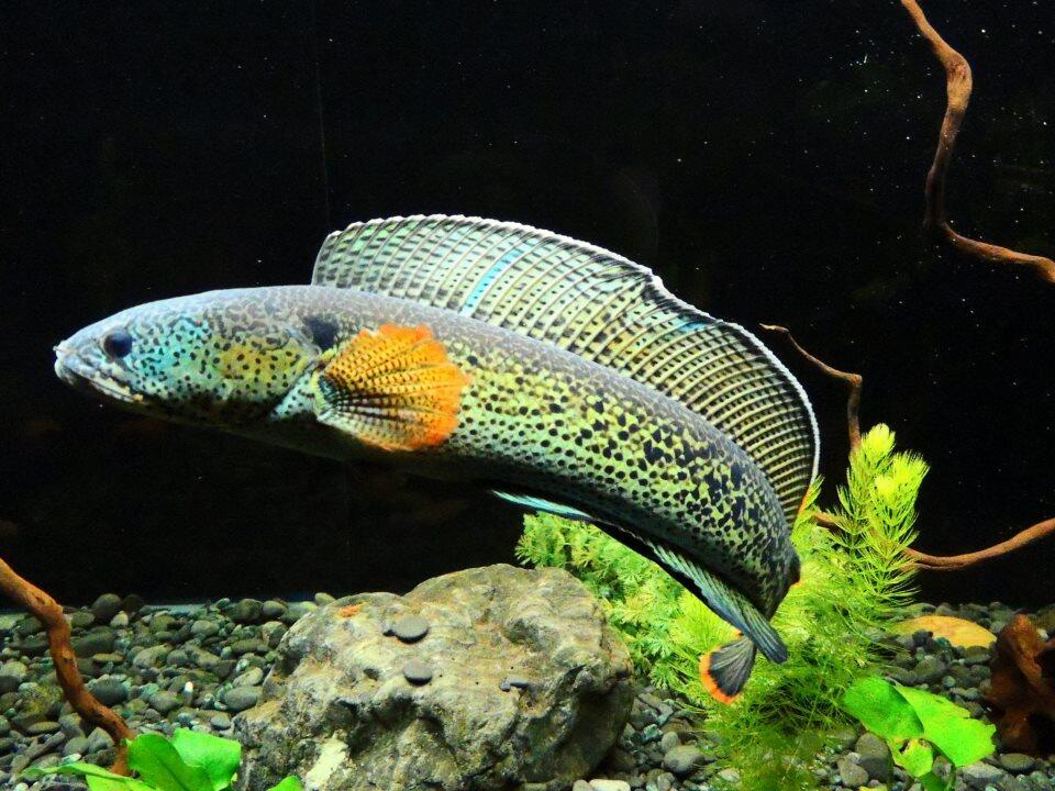 Channa  ikan  cupang raksasa pemakan ikan  dari asia KASKUS