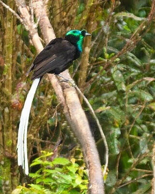10 Burung Cendrawasih Terindah Didunia