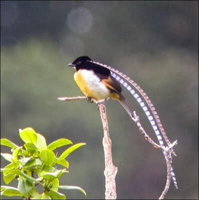 10 Burung Cendrawasih Terindah Didunia