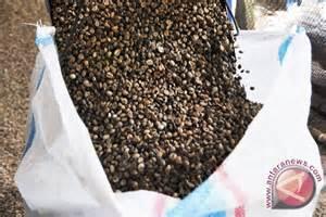 Berbagai Jenis Kopi Asli Nusantara Kebanggaan Indonesia