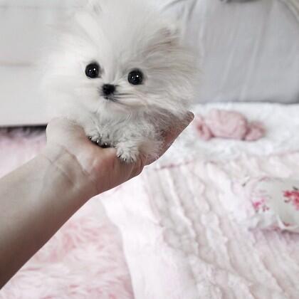 Peris Hilton Beli Anjing Terkecil Di Dunia Seharga Rp. 154 Juta