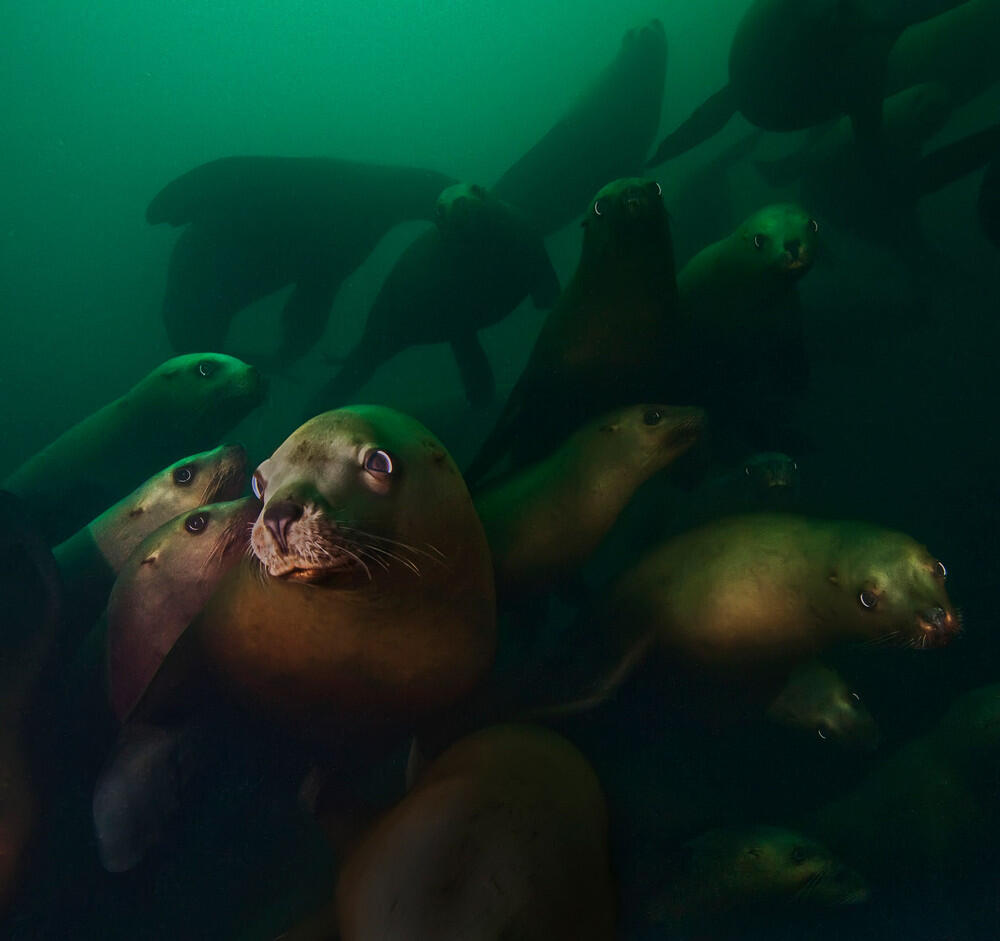 ( Tak Peduli Dingin ),Berburu Gambar Gambar Indah di Bawah Air .