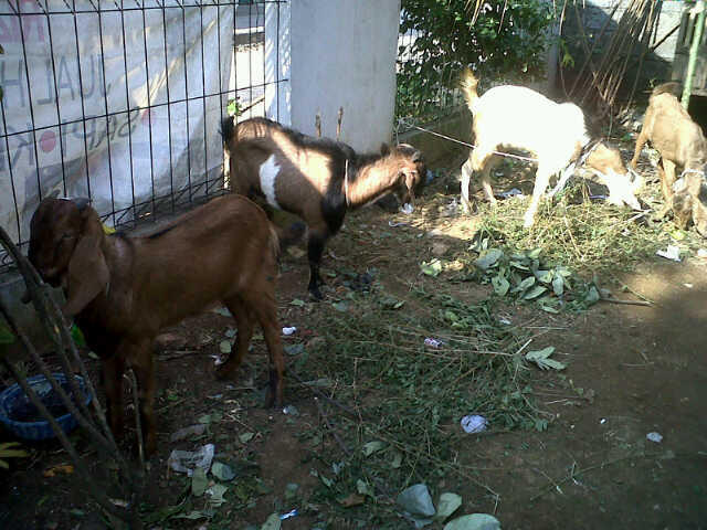 Mau Tau Harga Sapi &amp; Kambing Qurban 2014? Come in gans..