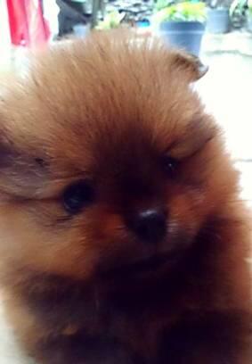 37++ Harga anjing pomeranian black tan release