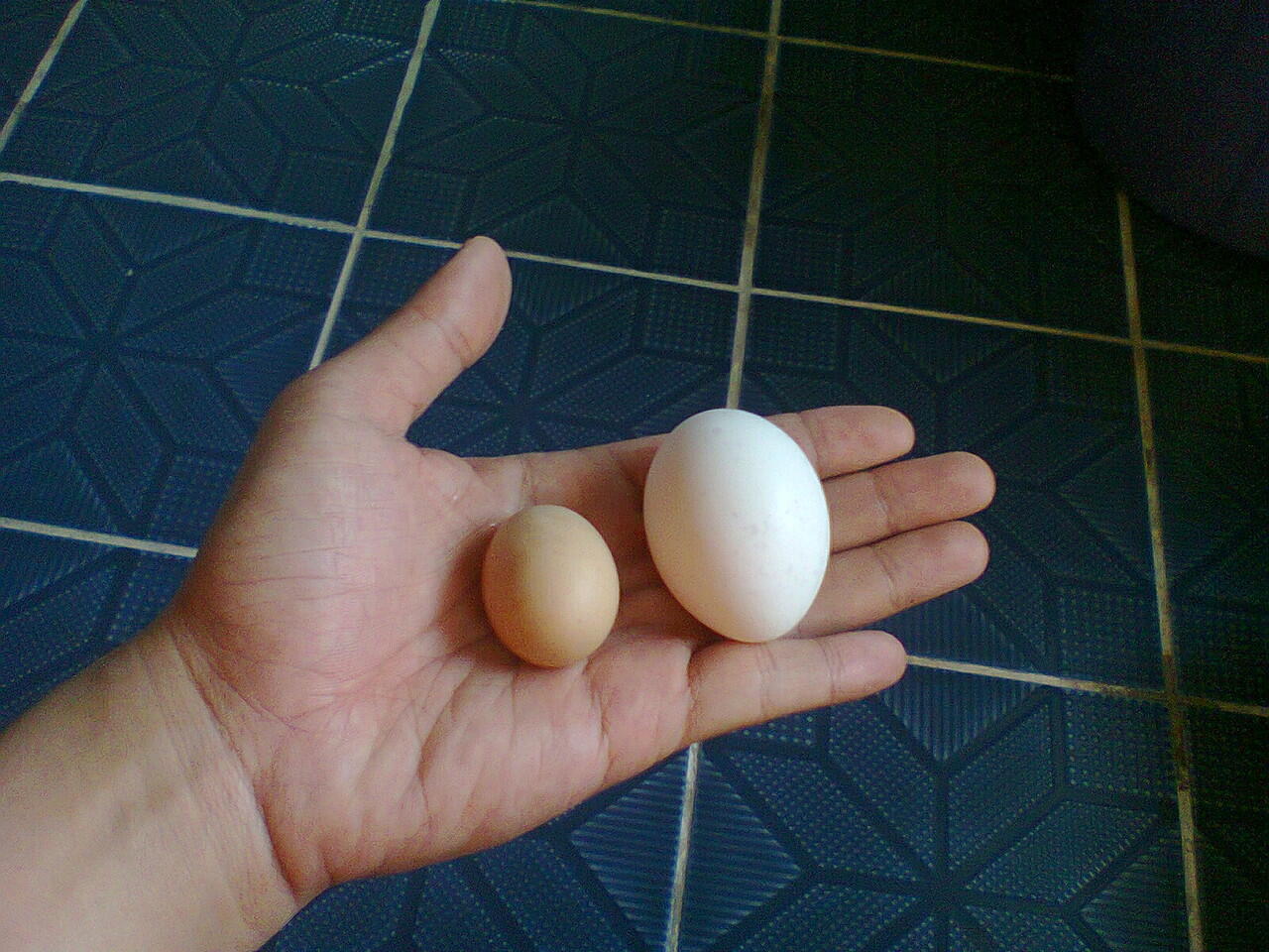 ayam jantan bertelur?