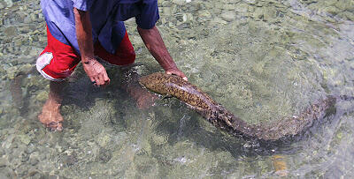 Belut raksasa Dari Ambon