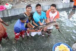 Belut raksasa Dari Ambon