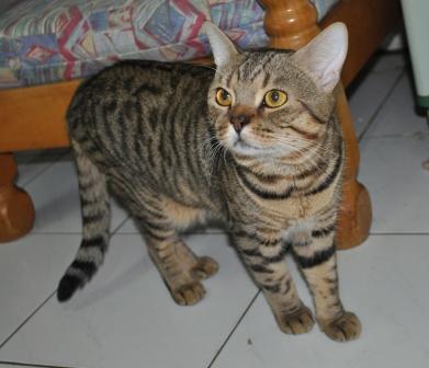 Kucing Ras Bengal