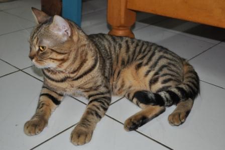 Kucing Ras Bengal