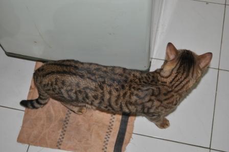 Kucing Ras Bengal