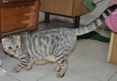 Kucing Ras Bengal