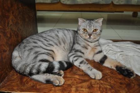 Kucing Ras Bengal