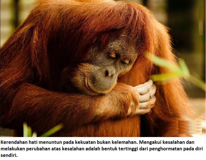 Mau berubah hidup harus siap dirubah, Belajar dari orang Hutan.