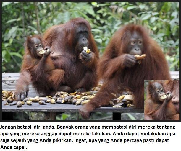 Mau berubah hidup harus siap dirubah, Belajar dari orang Hutan.