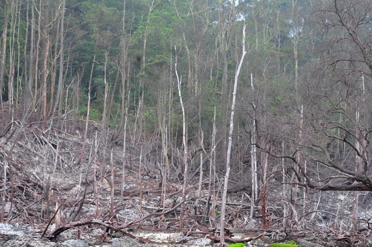 Yuk!! ke Gunung Halimun Salak. 