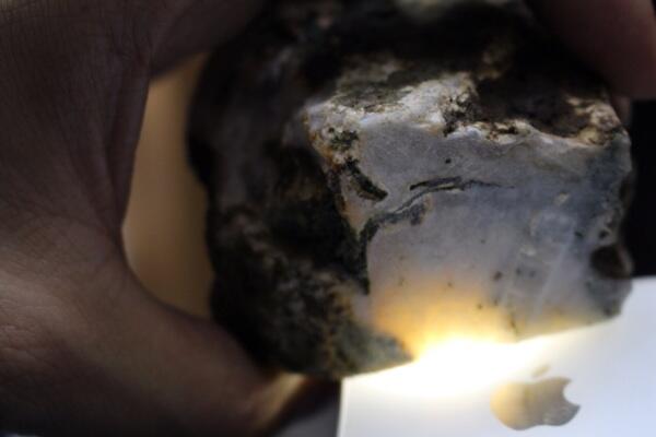 Numpang Jualan Bacan Putih Gan