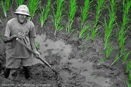 Nasib Petani di Negara yang katanya Negara Agraris ( Apa Sekedar Julukan Saja ??? )