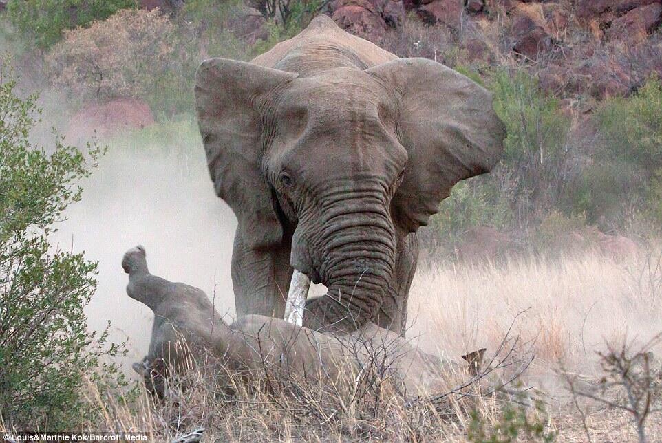 &#91;Photo&#93; Perkelahian Antara Gajah Jantan Dan Badak (Aku sayang kamu Bu...)