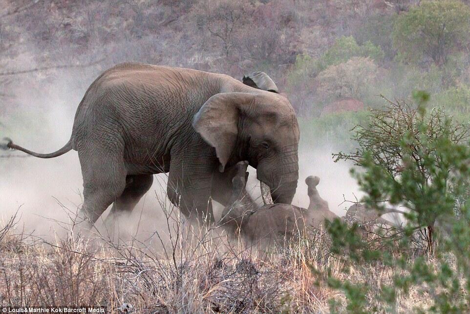 &#91;Photo&#93; Perkelahian Antara Gajah Jantan Dan Badak (Aku sayang kamu Bu...)