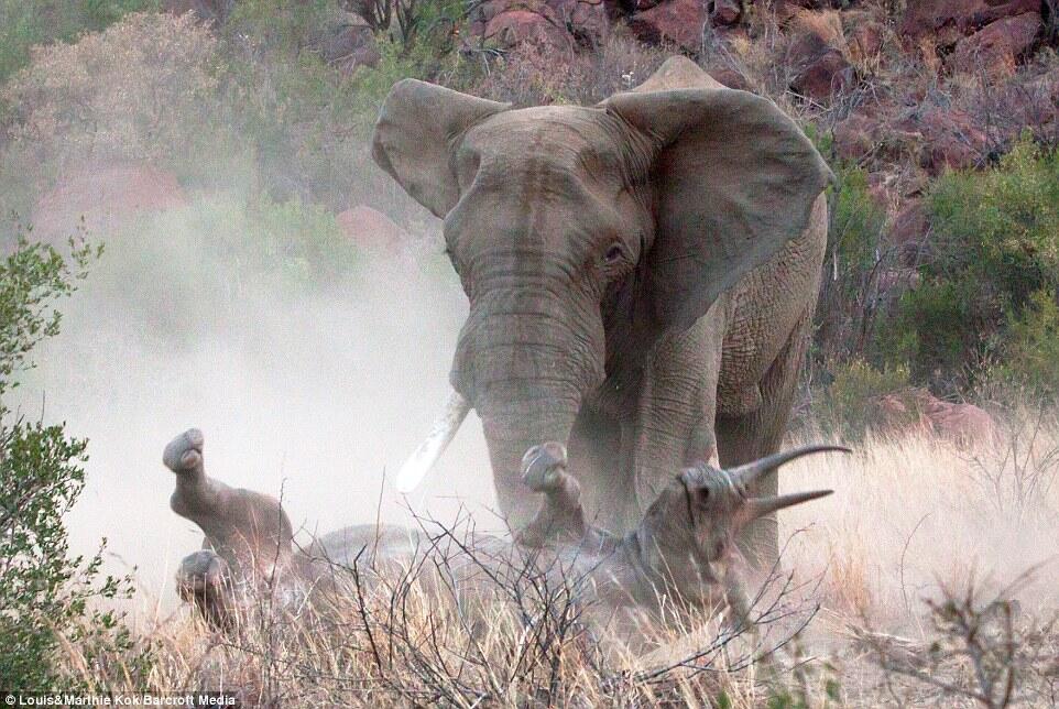 &#91;Photo&#93; Perkelahian Antara Gajah Jantan Dan Badak (Aku sayang kamu Bu...)