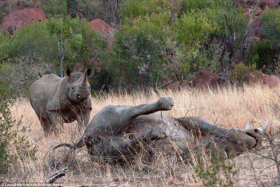 &#91;Photo&#93; Perkelahian Antara Gajah Jantan Dan Badak (Aku sayang kamu Bu...)