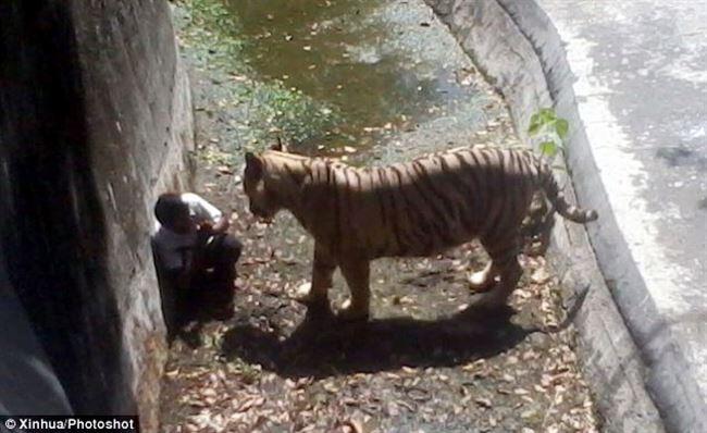 Pria India Jatuh Kekandang Harimau Putih, Korban Diserang &amp; Mati Menggenaskan 