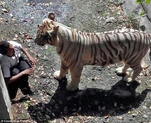 Pria India Jatuh Kekandang Harimau Putih, Korban Diserang &amp; Mati Menggenaskan 