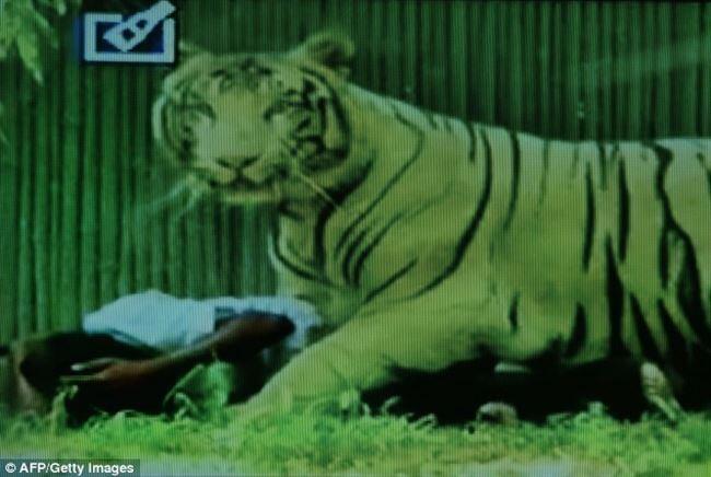 Pria India Jatuh Kekandang Harimau Putih, Korban Diserang &amp; Mati Menggenaskan 