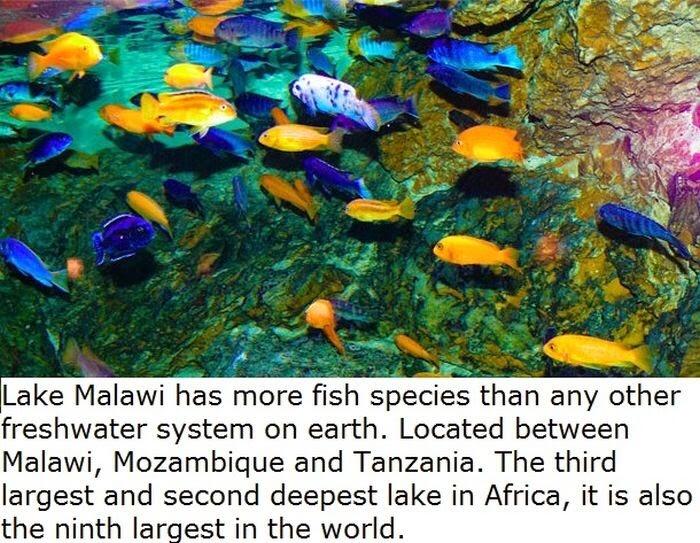 22 Fakta Tentang Afrika Yang Mungkin Belum Agan Ketahui
