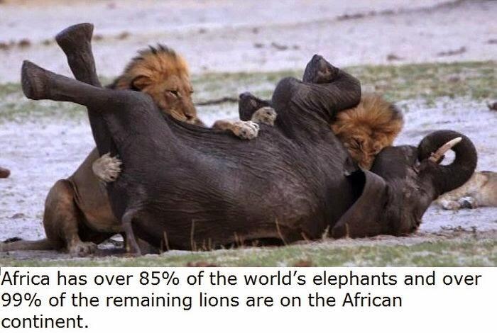 22 Fakta Tentang Afrika Yang Mungkin Belum Agan Ketahui