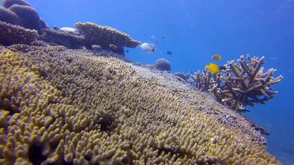 &#91;Ajakan&#93; Latihan Free-Diving &amp; Snorkeling PULAU TUNDA 18-19 OKT 2014 ONLY 310rb