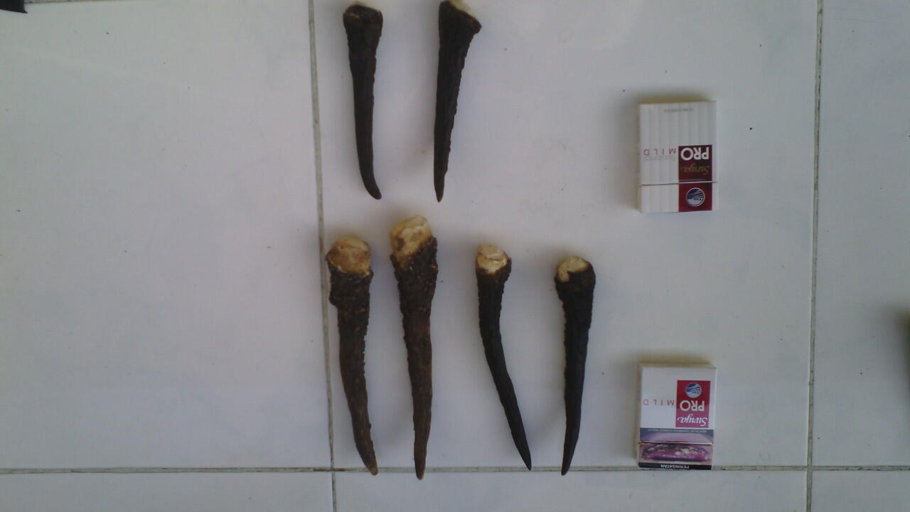 Tanduk Rusa Mini