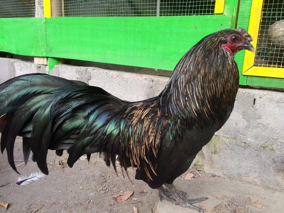 Terjual ternak ayam laga jenis aseel-shamo-brazil-viper-ganoi-black