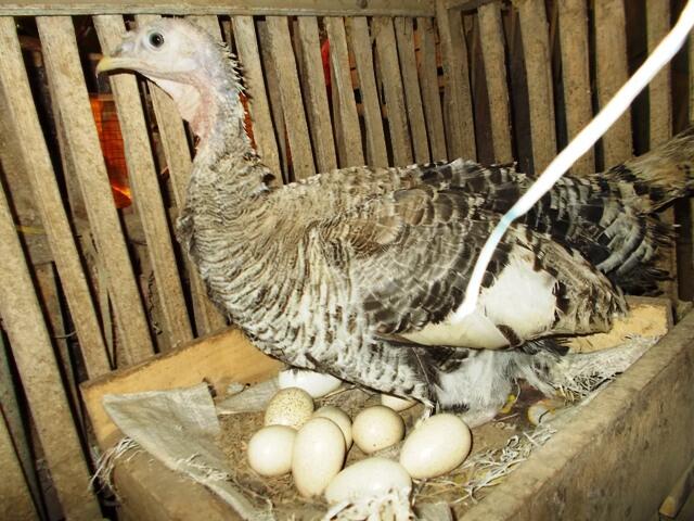 pencinta ayam kalkun turkey masuk sini page 23 kaskus pencinta ayam kalkun turkey masuk sini page 23 kaskus