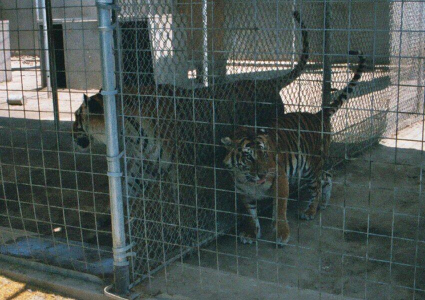 &#91;Pic + Video&#93; Harimau Makan Orang yang Jatuh ke Kandangnya