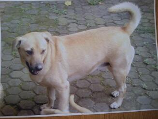 Balasan Dari Thread Hibah Adopsi Peliharaan Dan Kehilangan Part