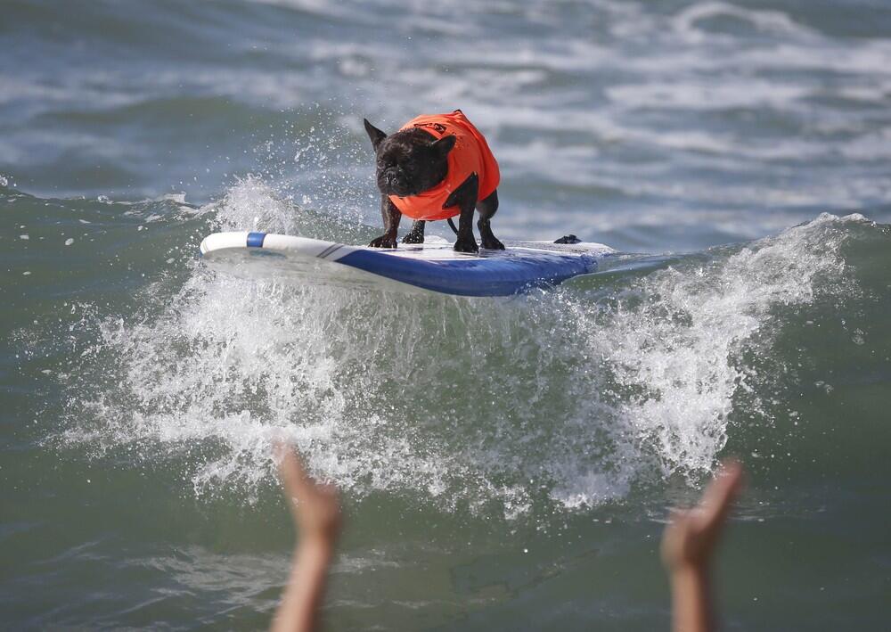 Yuk Main / Belajar Surfing, Jangan Sampai Kalah Sama Mereka Ini !