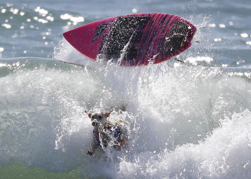 Yuk Main / Belajar Surfing, Jangan Sampai Kalah Sama Mereka Ini !