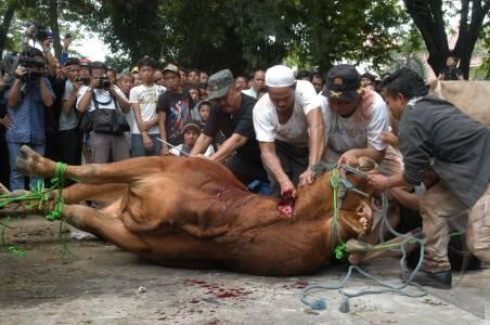 Tips Menyimpan Daging Kurban Yang Sehat dan Higienis