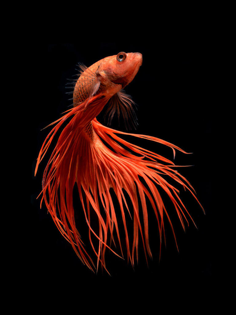 Fight Fish a.k.a Ikan Cupang Koleksi Ane Gan