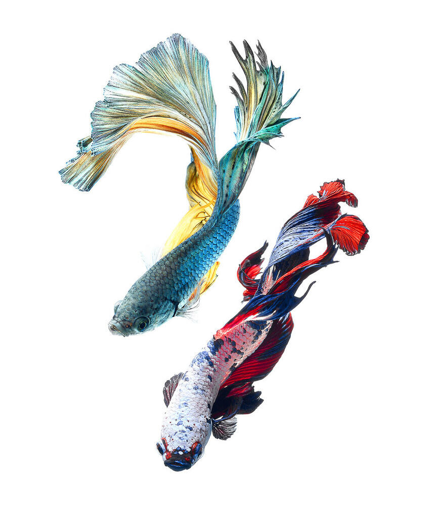 Fight Fish a.k.a Ikan Cupang Koleksi Ane Gan