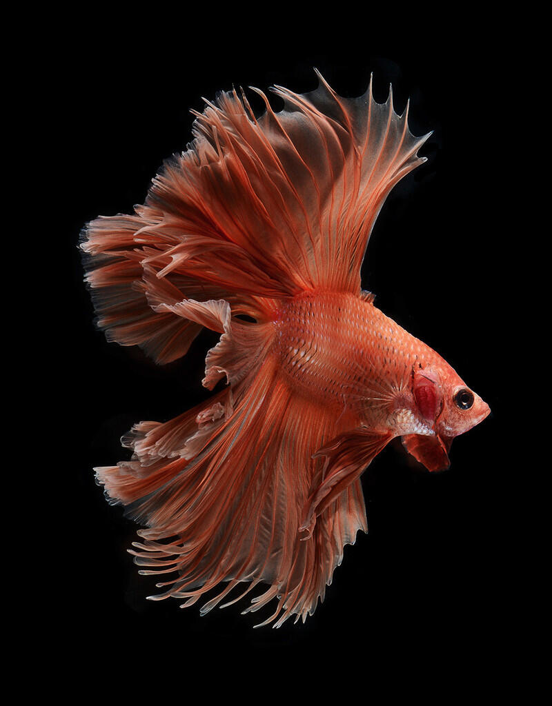 Fight Fish a.k.a Ikan Cupang Koleksi Ane Gan