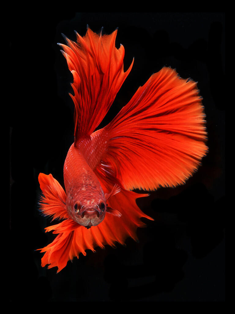 Fight Fish a.k.a Ikan Cupang Koleksi Ane Gan