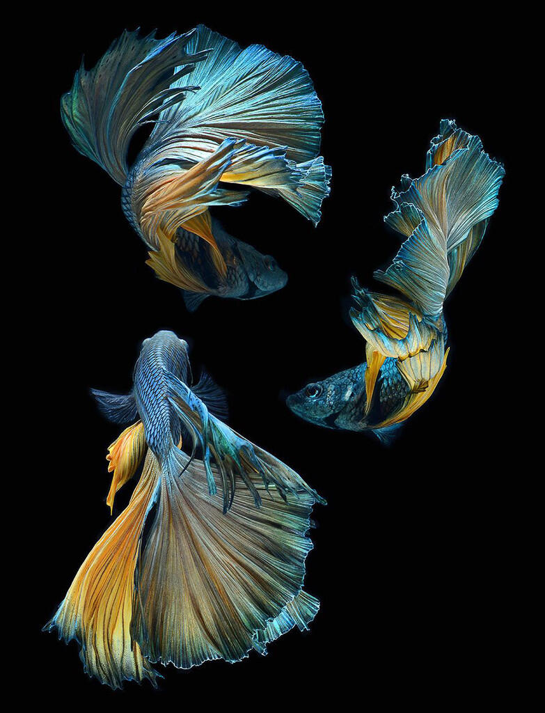 Fight Fish a.k.a Ikan Cupang Koleksi Ane Gan