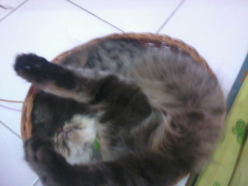 Kucing ane tidur nya gini gan