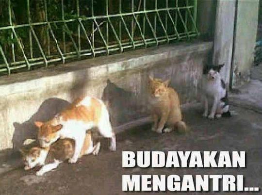 Kisah Si Kucing yang Numpang lewat