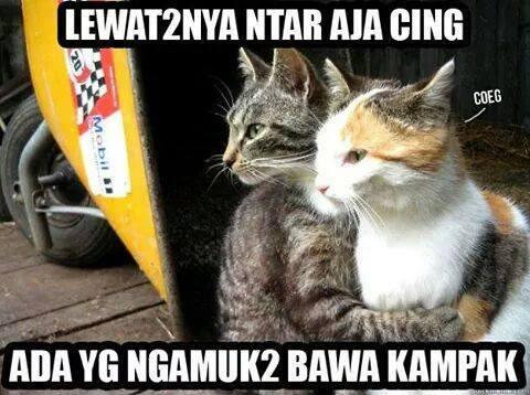 Kisah Si Kucing yang Numpang lewat